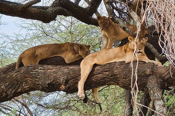 From Arusha : 11 days The Complete Africa Safari North Tour - Exploring the Itinerary: What’s In Store