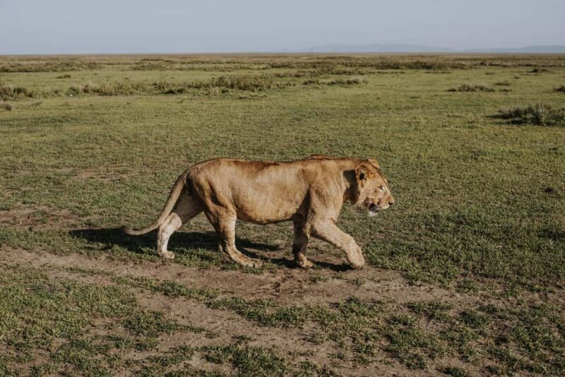 From Arusha: 12-Day Safari and Beach Luxury Tour - FAQ