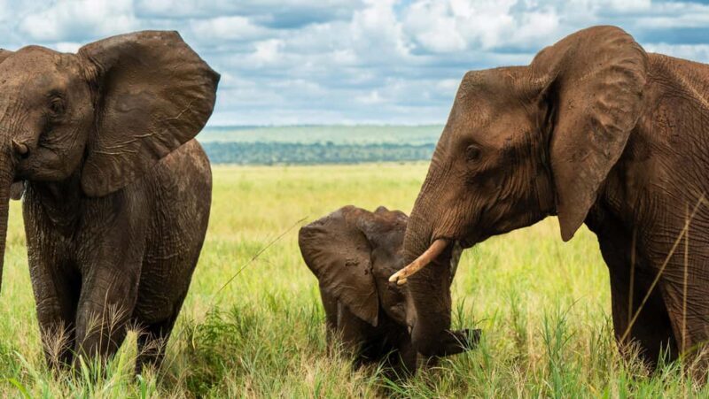 From Arusha: 2-Day Safari Through Tarangire and Lake Manyara - Key Points