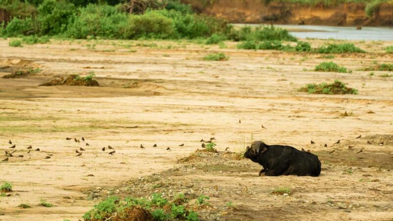 From Arusha: 2-Day Safari Through Tarangire and Lake Manyara - FAQ