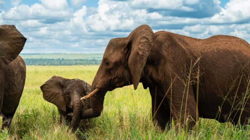 From Arusha: 3-Day Big Cats Safari Serengeti, Tarangire - Key Points