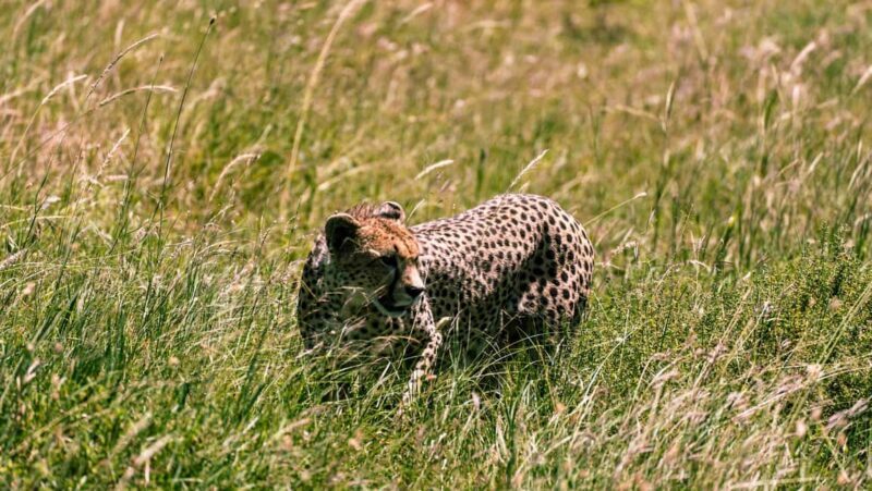 From Arusha: 3-Day Big Cats Safari Serengeti, Tarangire - An In-Depth Look at the 3-Day Safari Experience