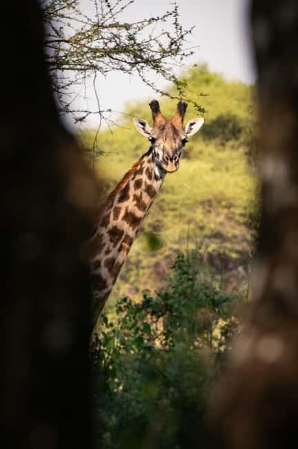 FROM ARUSHA: 3-DAY TANZANIA TASTE MIDRANGE SAFARI - Who Will Love This Safari?