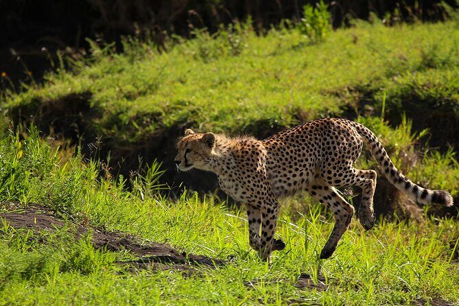 From Arusha : 3 Days Private Safari Tarangire N.P and Serengeti - The Itinerary: What to Expect Day by Day
