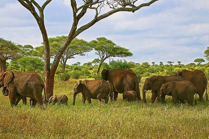 From Arusha : 3 Days Private Safari Tarangire N.P and Serengeti - Deep Dive into the Experience