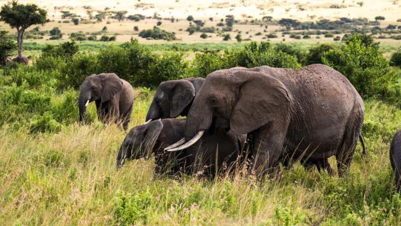 From Arusha: 4-Day Ngorongoro Safari, Lake Manyara & Maasai - Key Points