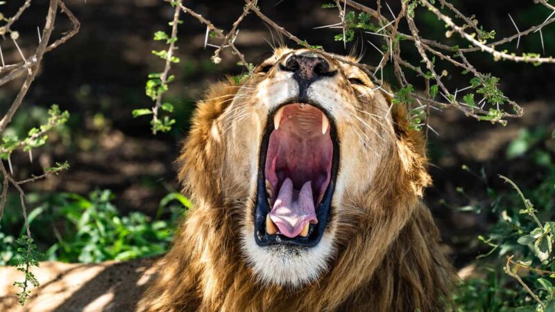 From Arusha: 4-Day Ngorongoro Safari, Lake Manyara & Maasai - What to Expect from Your 4-Day Safari Adventure