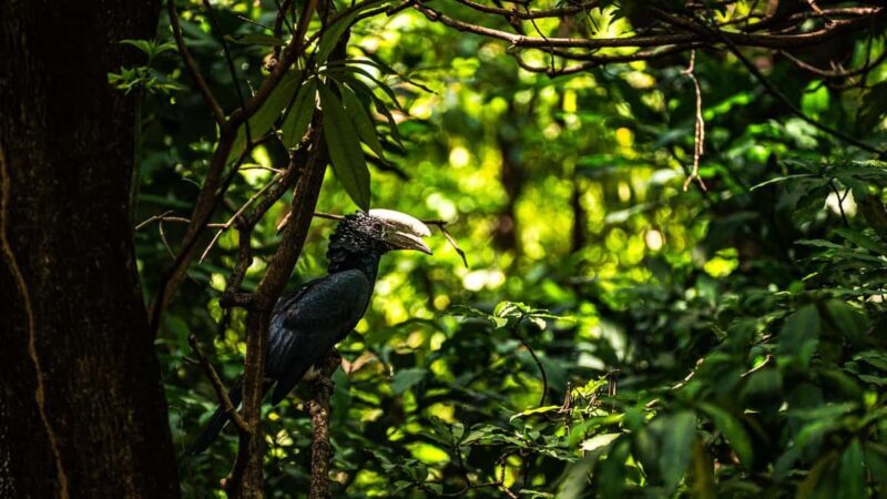 From Arusha: 4-Day Ngorongoro Safari, Lake Manyara & Maasai - Final Thoughts