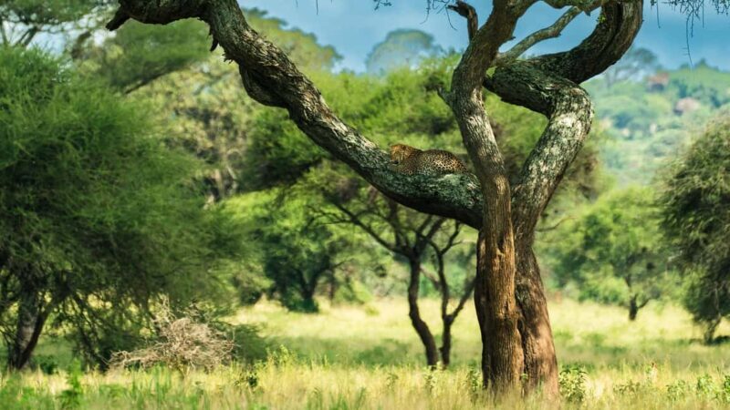 From Arusha: 4-Day Ngorongoro Safari, Lake Manyara & Maasai - Frequently Asked Questions
