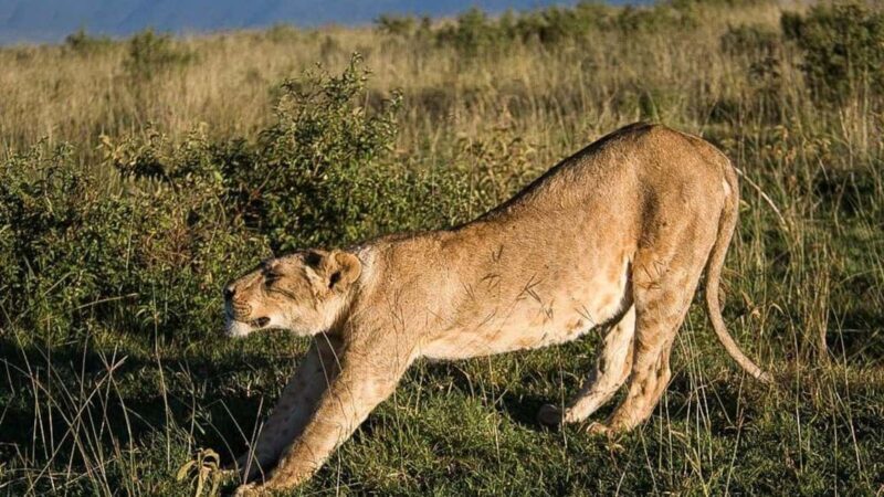 From Arusha: 4-Day Rift Valley Safari with Lodging - Key Points