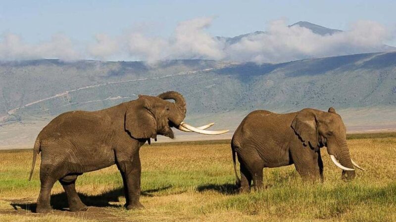 From Arusha: 4-Day Rift Valley Safari with Lodging - What’s Included and What to Keep in Mind