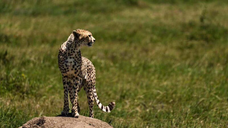From Arusha: 5 Day Cats, Calves & Crater Safari,Ngorongoro - Key Points