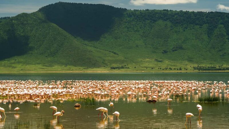 From Arusha: 5 Day Cats, Calves & Crater Safari,Ngorongoro - Day 5: Return to Arusha