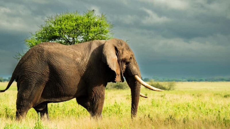 From Arusha: 5 Day Cats, Calves & Crater Safari,Ngorongoro - The Real Value of the Tour