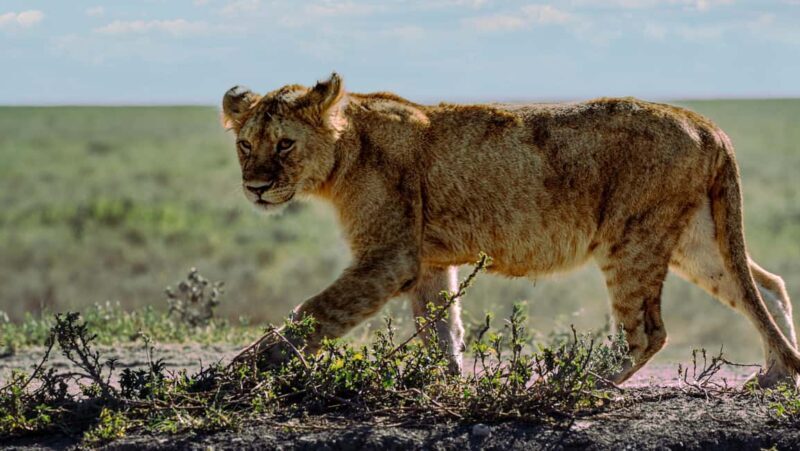 From Arusha: 5 Day Cats, Calves & Crater Safari,Ngorongoro - Who Should Consider This Tour?