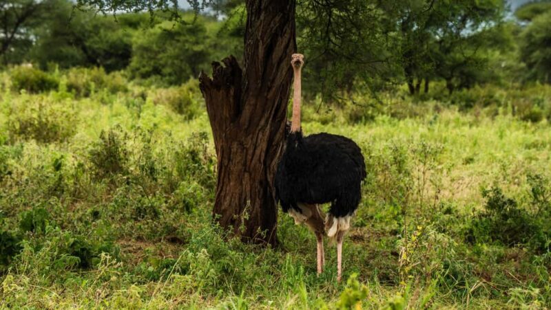 From Arusha: 5-Day Private Tarangire, Serengeti Safari Trip - Final Thoughts