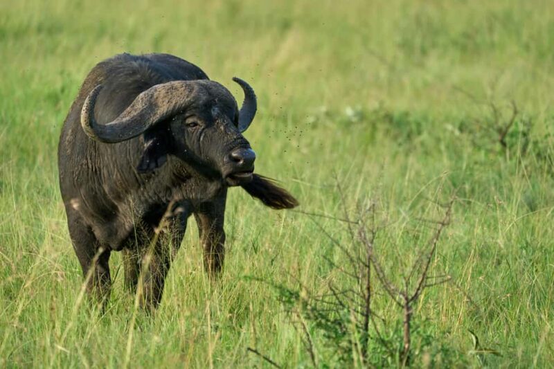 FROM ARUSHA: 5-DAY TANZANIA MAGIC MIDRANGE SAFARI - Analyzing the Itinerary: What’s Included and Why It Matters
