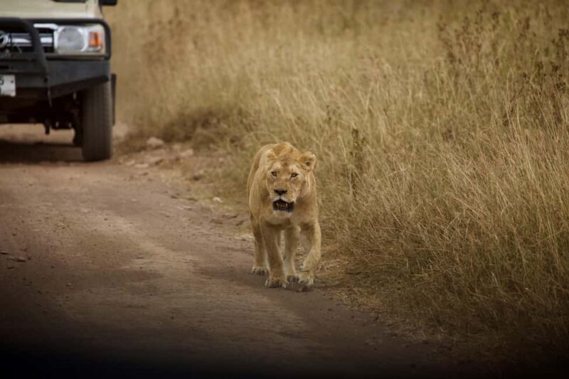 FROM ARUSHA: 5-DAY TANZANIA MAGIC MIDRANGE SAFARI - The Value of This Safari Experience