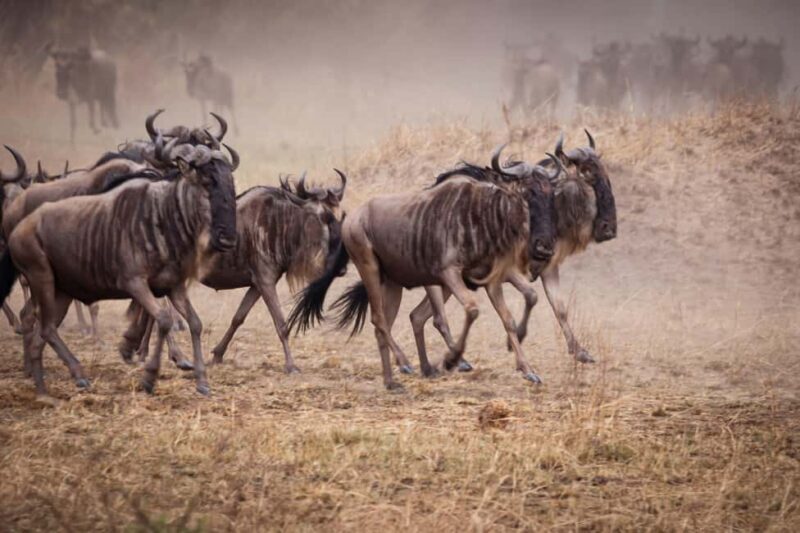 FROM ARUSHA: 5-DAY TANZANIA MAGIC MIDRANGE SAFARI - Who Is This Safari Best Suited For?