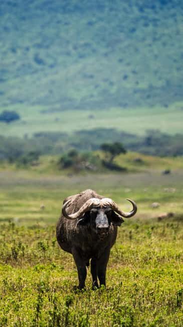 From Arusha: 5-Day Valleys and Highlands Safari Ngorongoro - The Crown Jewel: Ngorongoro Crater