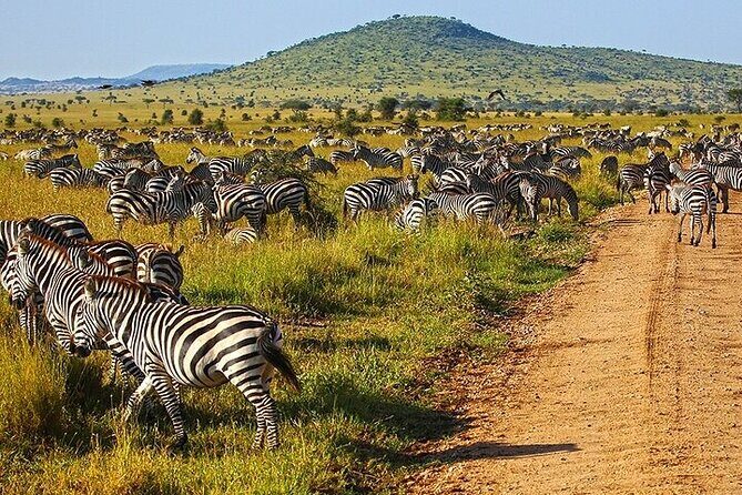 From Arusha: 5 Days Classic Safari Cats, Calves & Crater - A Thorough Look at the 5-Day Safari Experience