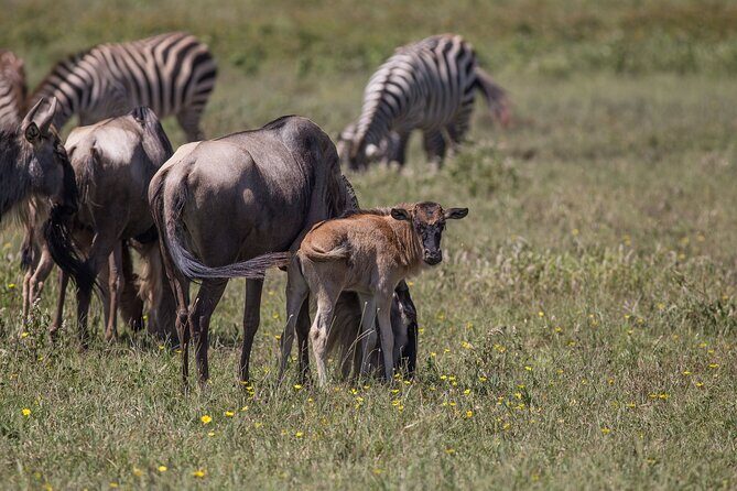 From Arusha: 5 Days Classic Safari Cats, Calves & Crater - Who Will Love This Safari?
