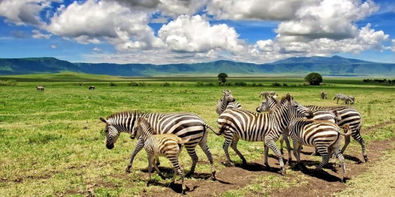 From Arusha: 5-Days Tarangire, Ngorongoro Crater & Zanzibar - Key Points