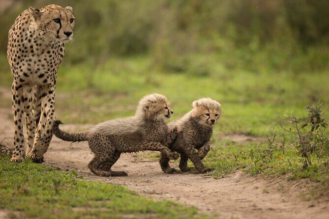 From Arusha: 6 Day Classic Game Drive Serengeti & Ngorongoro - Ndutu and South Serengeti: Prime Time for Migration and Predators