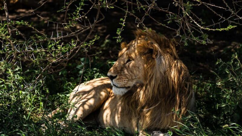 From Arusha: 6 Day Safari Ngorongoro Adventure and Serengeti - Exploring the Full 6-Day Itinerary and What to Expect