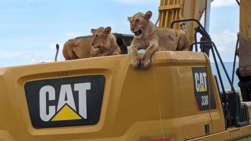 From Arusha: 6-Day Safari to Tarangire, Serengeti, and - A Closer Look at the 6-Day Safari Experience