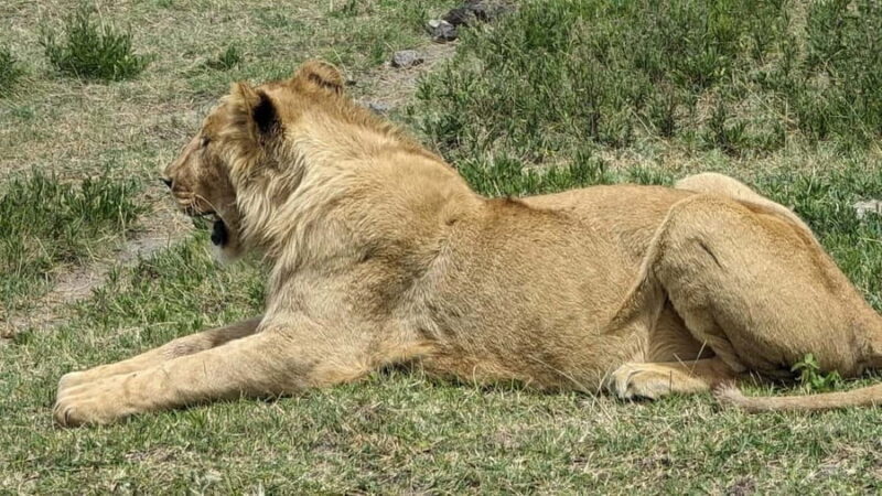 From Arusha: 6-Day Safari to Tarangire, Serengeti, and - Frequently Asked Questions