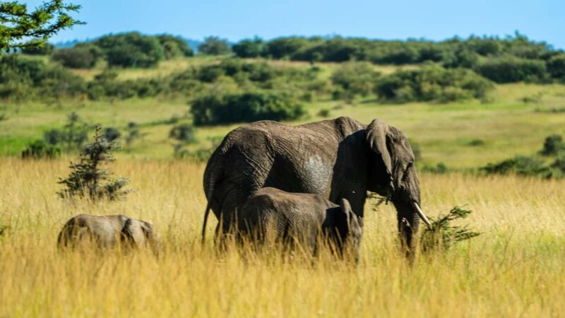 From Arusha: 6 Days Private Safari Eastern Great Rift Valley - Key Points