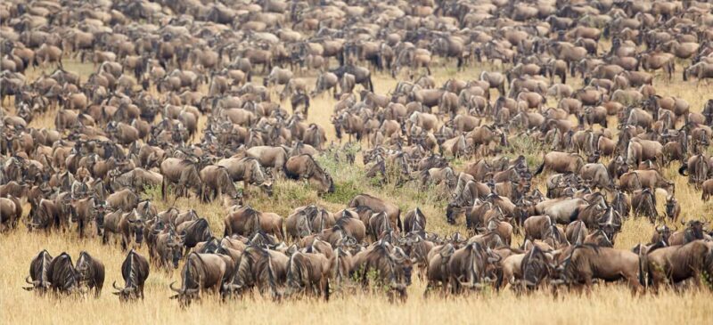 From Arusha: 7-Day Luxury Safari to Lake Manyara & Serengeti - Practical Tips and Considerations