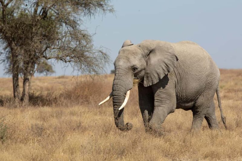 From Arusha: 7-Day Northern Tanzania Safari - Day 1: From Arusha to Tarangire National Park