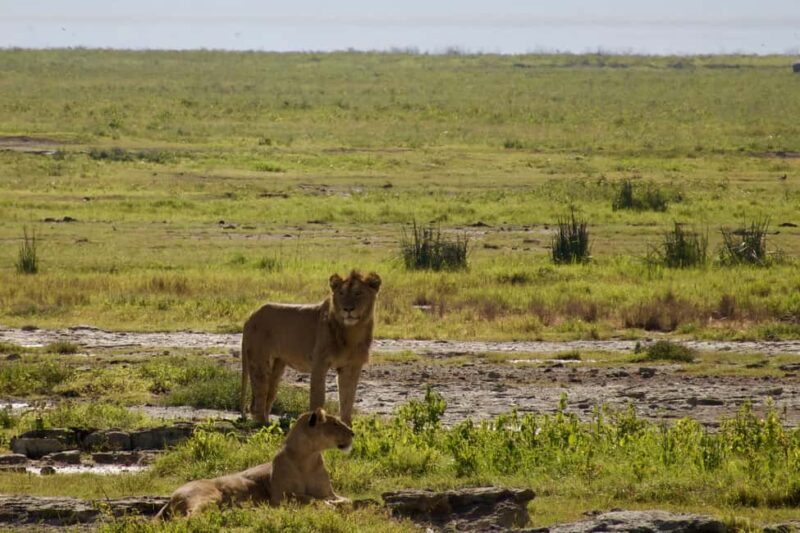 From Arusha: 7-Day Northern Tanzania Safari - Day 4 & 5: The Serengeti and the Great Migration