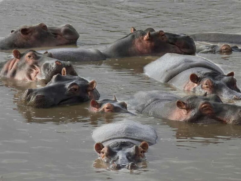From Arusha: 7-Day Northern Tanzania Safari - What Makes This Tour Stand Out?