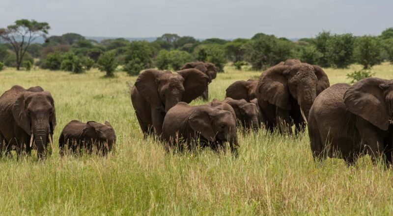 From Arusha: 7-Day Wildlife and Culture Safari - Key Points