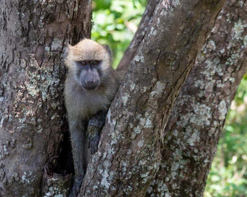 From Arusha: 7-Day Wildlife and Culture Safari - The Itinerary in Detail