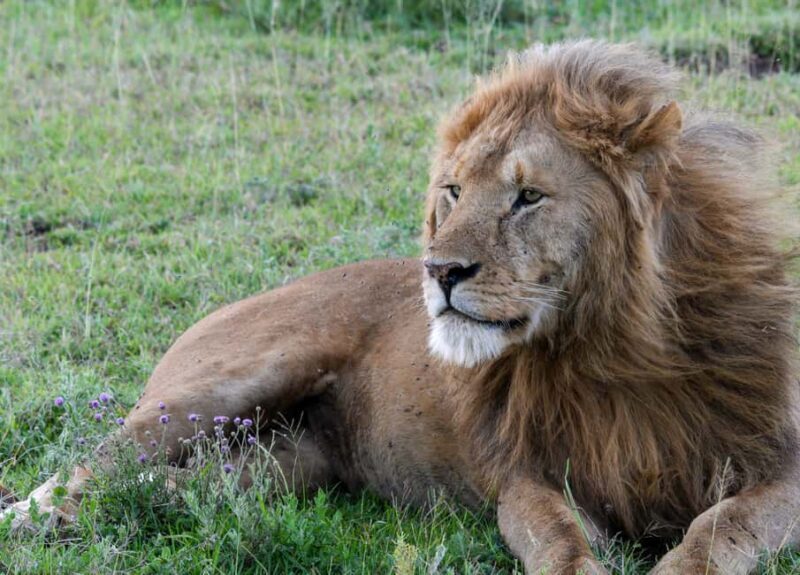 From Arusha: 7-Day Wildlife and Culture Safari - Who Is This Safari Best For?