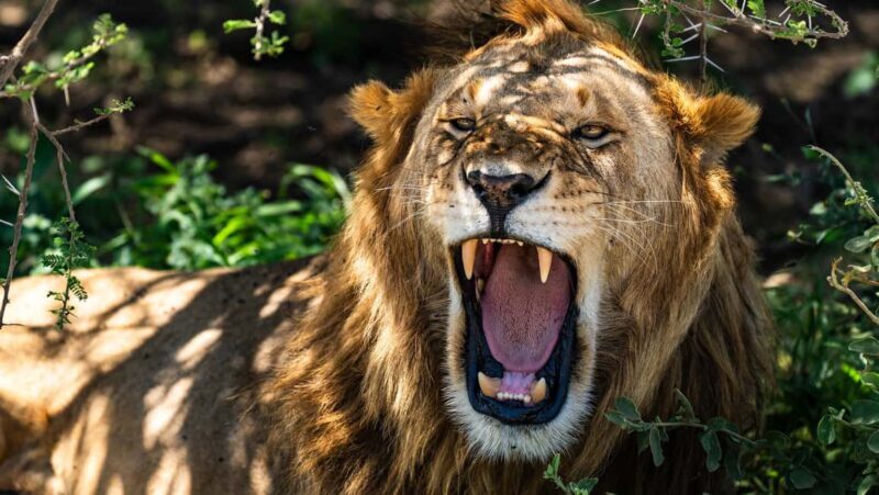 From Arusha: 7 Days Classic Safari Central Northern Circuit - Key Points