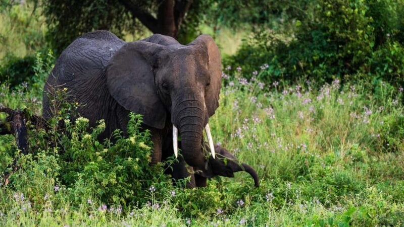 From Arusha: 7 Days Classic Safari Central Northern Circuit - Detailed Review of the 7-Day Tanzania Northern Circuit Safari