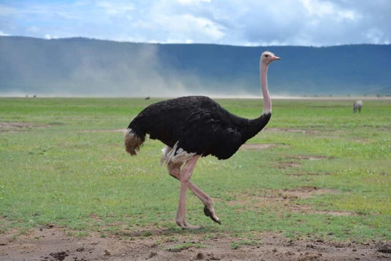 From Arusha: 7 Days Classic Safari Central Northern Circuit - FAQ