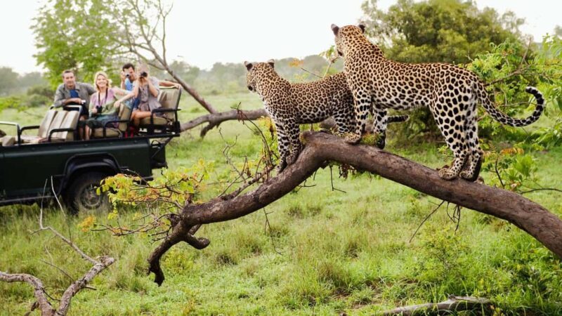 From Arusha: 8-Day Serengeti Wildbeest Migration Safari - The Practical Side: What You Need to Know