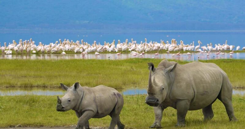 From Arusha: 8 Days Great migration Private Safari - Day 2: Tarangire National Park