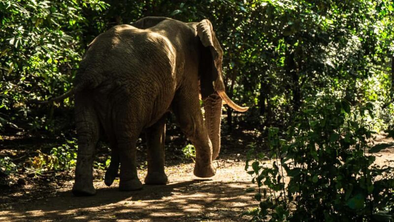 From Arusha: Day Trip to Lake Manyara National Park - From Arusha: Day Trip to Lake Manyara National Park