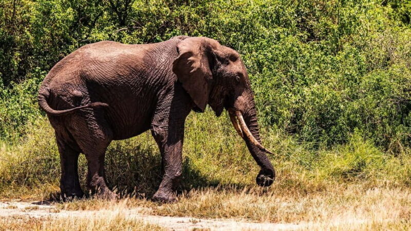 From Arusha: Day Trip to Lake Manyara National Park - Key Points