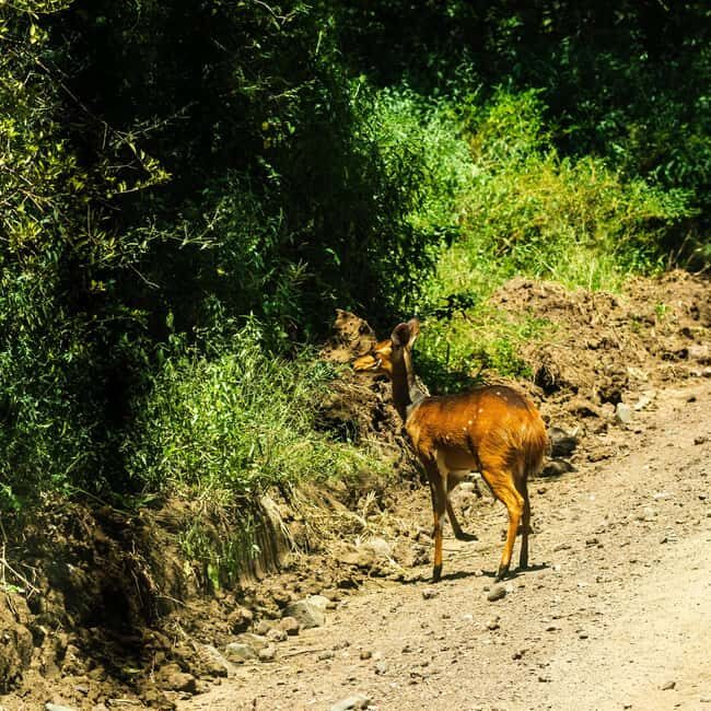 From Arusha: Day Trip to Lake Manyara National Park - Timing and Practical Tips