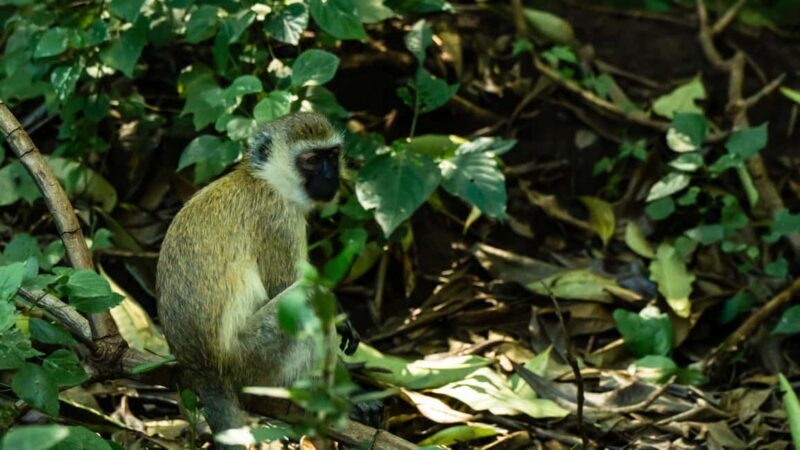 From Arusha: Day Trip to Lake Manyara National Park - FAQ