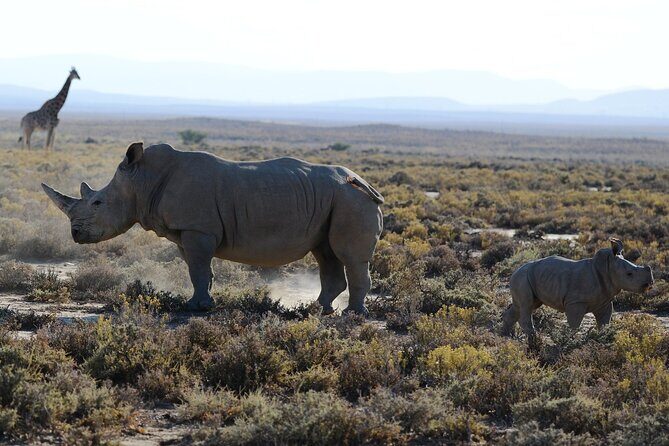 From Arusha : Days Safari Northern Circuit to Maasai Boma - Day 1: Wildlife in Tarangire National Park
