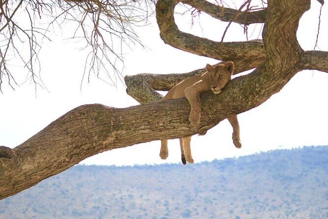 From Arusha : Days Safari Northern Circuit to Maasai Boma - Day 4: Final Safari at Lake Manyara